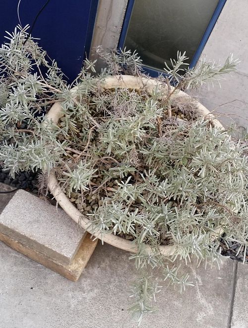 Plant deco at Brown Rice ブラウンライス in Tokyo