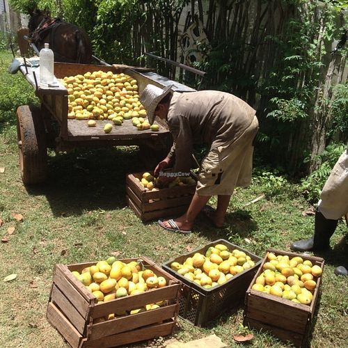 Its summer and theres too many mangos..... at Casa El Delfin in Trinidad