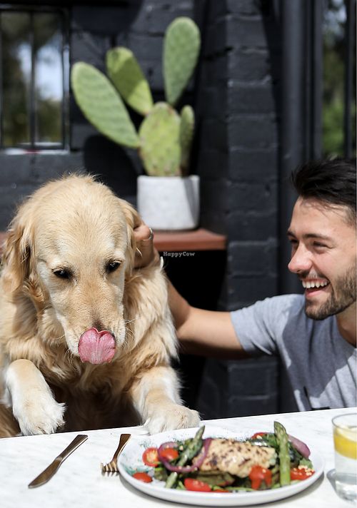 Hungry puppies in the dog-friendly courtyard!!  at Serotonin Eatery in Burnley