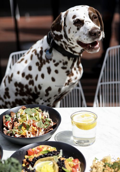 Happy puppies in the dog-friendly courtyard!!  at Serotonin Eatery in Burnley
