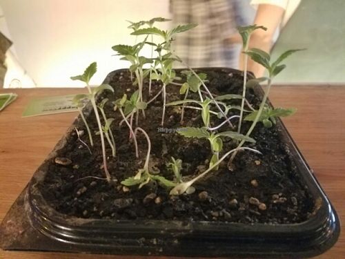 Marijuana sprouts at Vegan Wraps in Montevideo