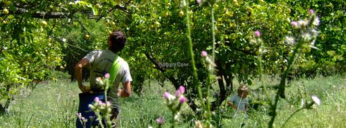 harvesting the ripe fruit at Raw in Berlin Fresh Food-Coop in Berlin