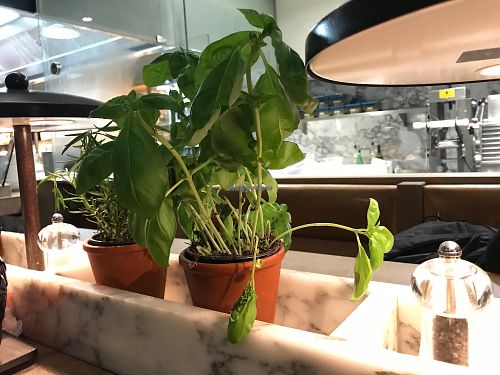 basil at Vapiano in Leipzig