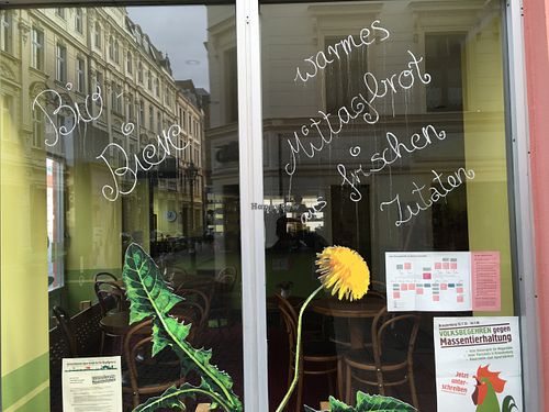 Logo plant (the Löwenzahn flower) in the window at Lowenzahn in Cottbus