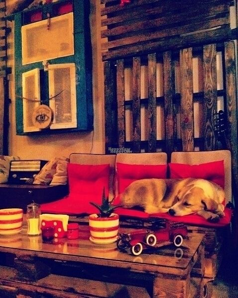  Animals are welcome  at KafeNAsanat in Istanbul