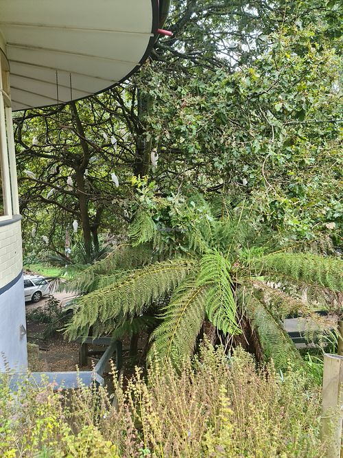 Beautiful setting at Kallista Tea Rooms in Kallista