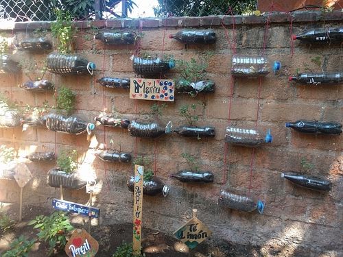 Herb garden at Casita Ecovegana de Zihuatanejo Cooperativa in Zihuatanejo
