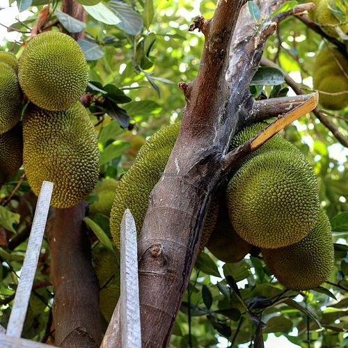 Jaka. (Jackfruit) at Casita Ecovegana de Zihuatanejo Cooperativa in Zihuatanejo