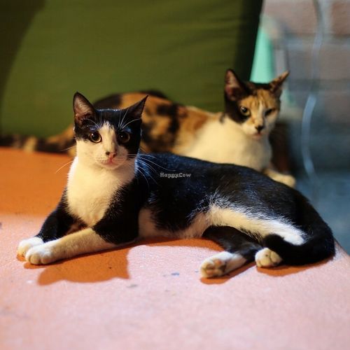 Some of the adopted kitties on the property. at Casita Ecovegana de Zihuatanejo Cooperativa in Zihuatanejo