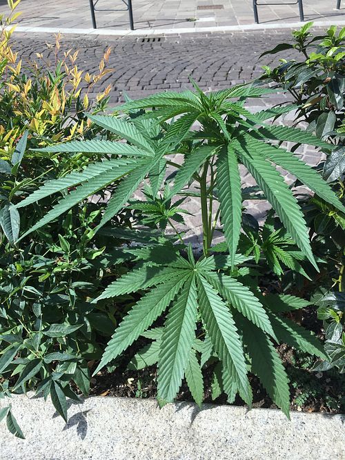 Urban Gardening in Alessandria 
growing hemp at OrtoZero Cafe in Alessandria