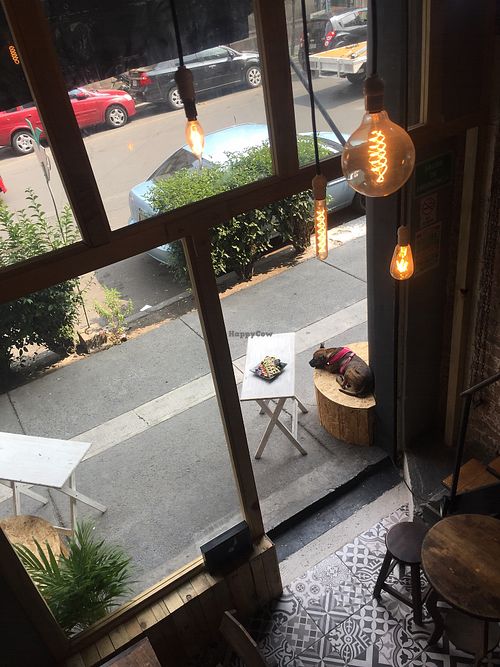 Perro and waffles   at Vegamo Centro in Mexico City