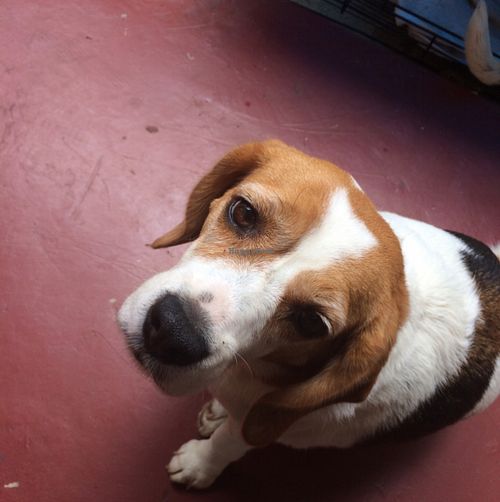 the Maitre d' at Plernpai Vegetarian Cafe in Mae Hong Son