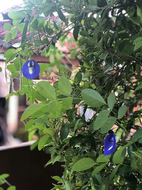 Anchan flower in garden at Pink House Garden in Chiang Mai