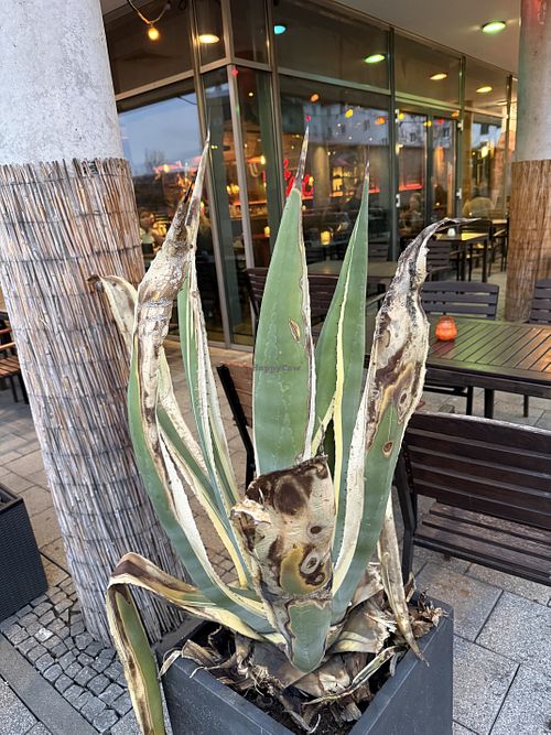 plant  at Enchilada in Aschaffenburg