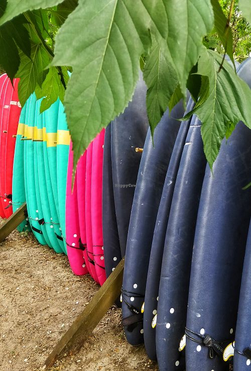 Surf boards at Vegan Surf Camp in Moliets