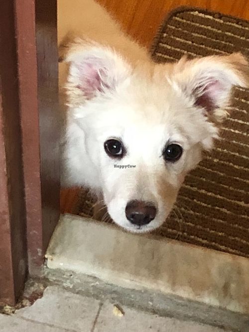 Bliss vegetarian puppy—-Maca  at Bliss Pure Foods in Kathmandu