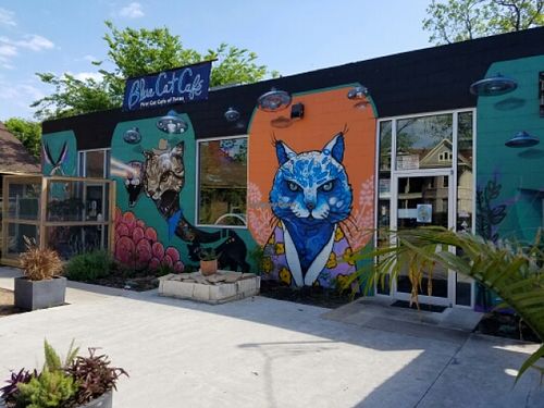 outside at Blue Cat Cafe in Austin