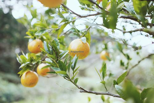 Fresh 'tankan' oranges for the morning. at Sankara Hotel and Spa in Yakushima