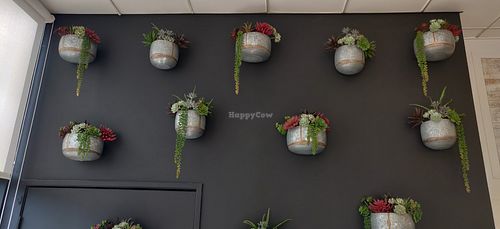 Plants on wall at Raw Junkies in Studio City