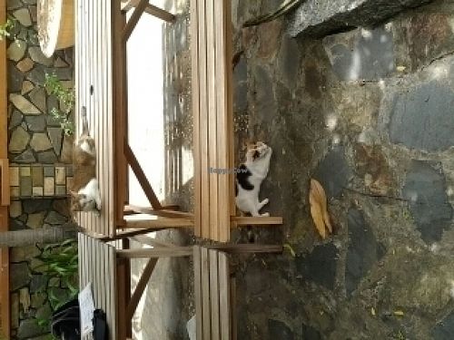 kitties  at Jack's Cat Cafe in Hoi An