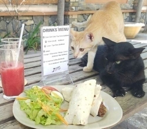 Lunch and company! at Jack's Cat Cafe in Hoi An