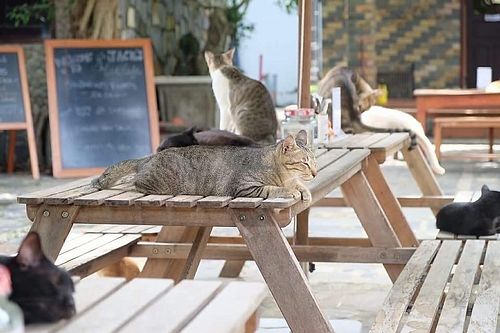 Amazing place  at Jack's Cat Cafe in Hoi An