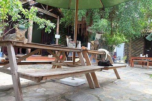 Amazing place  at Jack's Cat Cafe in Hoi An