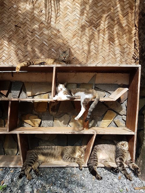 Cats cats cats at Jack's Cat Cafe in Hoi An