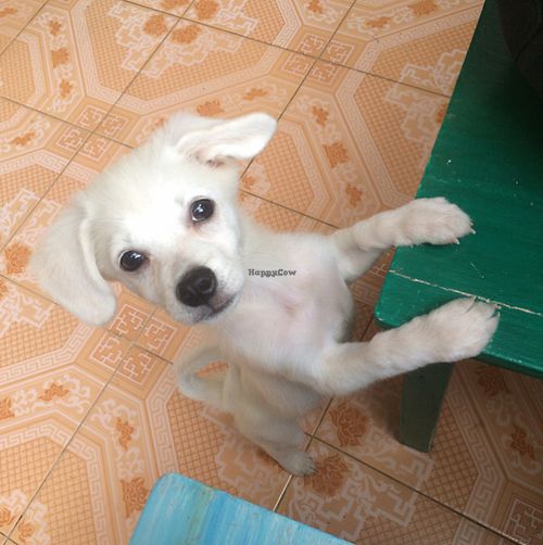 puppy  at La Studio in Hanoi