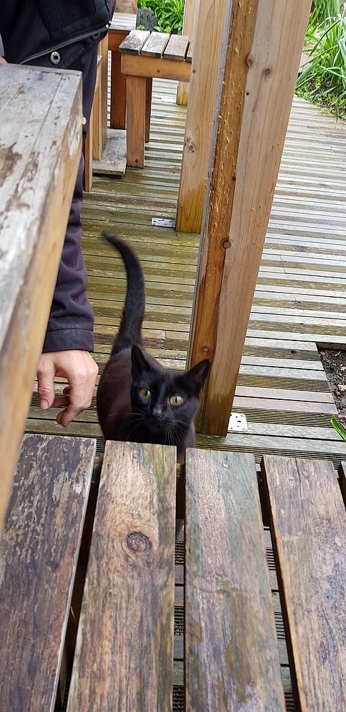 The best company ❤ at Pes Verdes - Casa de Cha in Sao Miguel