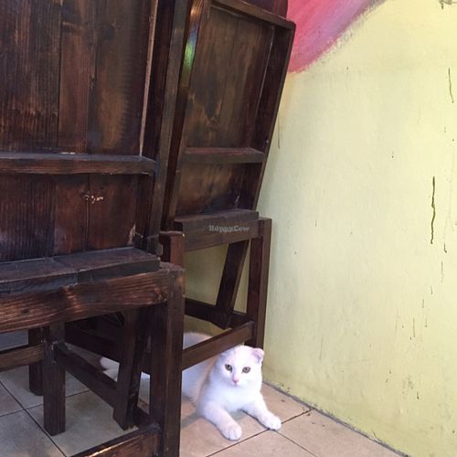 kitty!! at Karma Kitchen in Chiang Mai