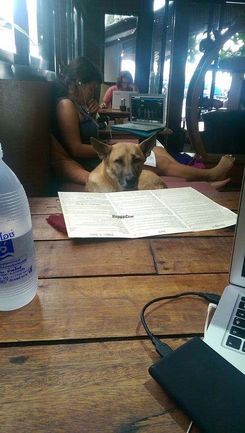 date  at Coconut Monkey in Koh Tao