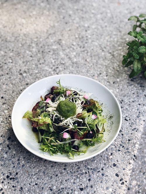 Mint cucumber sorbet & seaweed salad at Plants in Taipei