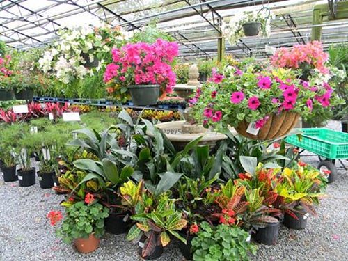 Flowers for sale at Bailey's Produce & Nursery in Pensacola