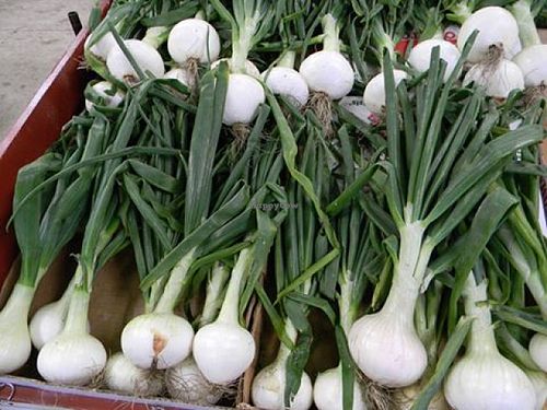 Locally grown Onions for sale at Bailey's Produce & Nursery in Pensacola
