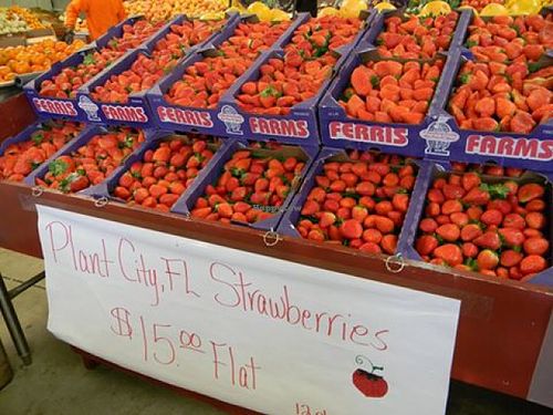 Locally grown strawberries pints at Bailey's Produce & Nursery in Pensacola
