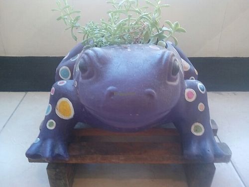 el sapo vegano at Aba Opción Vegetariana in Bogota