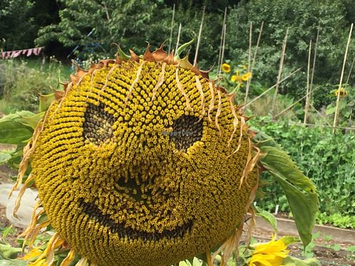    at Castle Farm Cafe in Bath