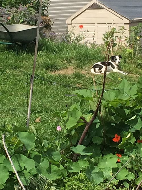 the resident pup at Castle Farm Cafe in Bath
