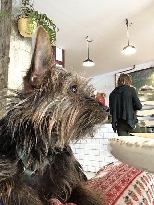 Dog-friendly! at Bioloco in Gran Canaria