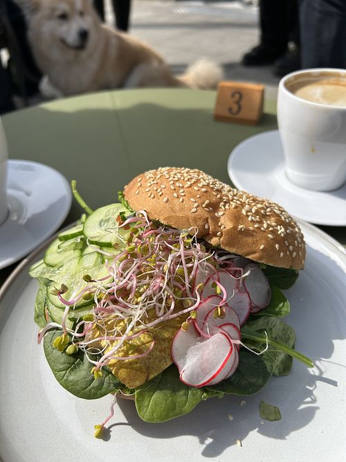 Dog ogling a pear and pesto bagel   at Kawiarnia Stragan in Poznan