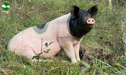 rescued Liam at Santuario Gaia in Camprodon