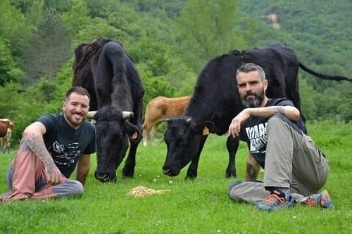 10 vacas rescatadas de Galicia at Santuario Gaia in Camprodon