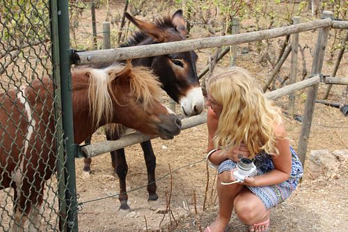 Also part of the "attractions" around the Restaurant Quay: A donkey and a ckeeky pony. at Restaurant Quay in Mallorca