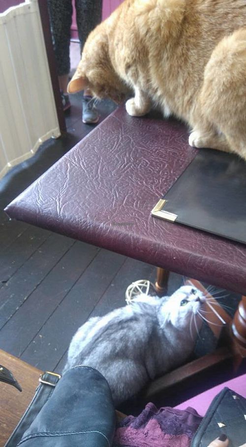 Cats everywhere on my menu :P Menu with good amount of vegan / veggie options. Also sell normal food. Added bonus for the animal lovers you get to be surrounded by adorable kitties :)  at Curious Cats in Derby