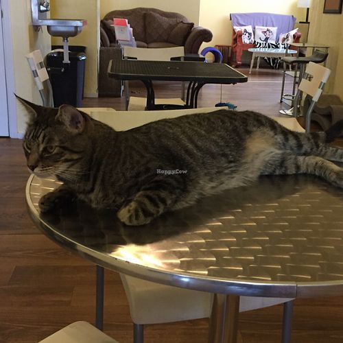 one of the rescue cats in a separate room that you can play with while you eat or have food prepared.   at Cats and Cookies in Albuquerque