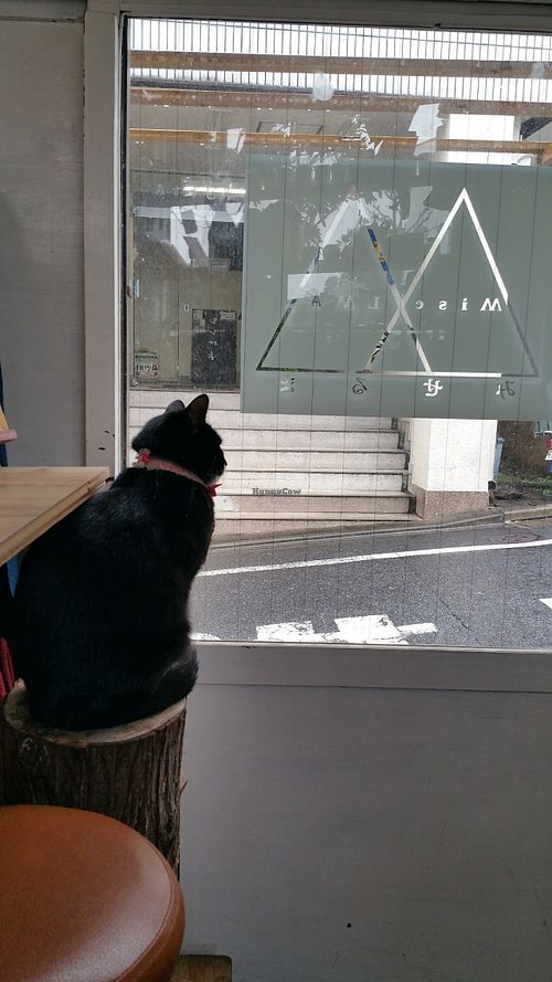 Cat! Her name is Annie. at Mise LMA in Tokyo