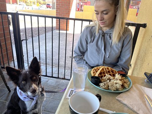 Good Pups welcome!  at Jewel's Bakery and Cafe in Phoenix
