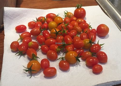 Garden fresh cherry tomatoes at Rosa Farms in Hanover