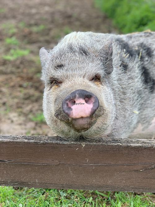 Sister Mary Francis, you can sponsor her on the CAS website!  at Catskill Animal Sanctuary in Saugerties